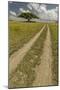 Acacia tree and tire tracks across grass plains, Serengeti National Park, Tanzania, Africa-Adam Jones-Mounted Photographic Print