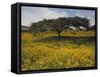 Acacia Tree and Yellow Meskel Flowers in Bloom after the Rains, Green Fertile Fields, Ethiopia-Gavin Hellier-Framed Stretched Canvas