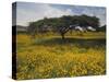 Acacia Tree and Yellow Meskel Flowers in Bloom after the Rains, Green Fertile Fields, Ethiopia-Gavin Hellier-Stretched Canvas