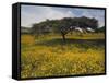 Acacia Tree and Yellow Meskel Flowers in Bloom after the Rains, Green Fertile Fields, Ethiopia-Gavin Hellier-Framed Stretched Canvas