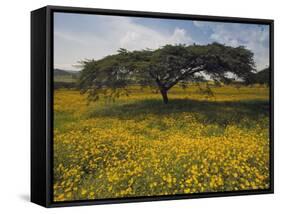 Acacia Tree and Yellow Meskel Flowers in Bloom after the Rains, Green Fertile Fields, Ethiopia-Gavin Hellier-Framed Stretched Canvas