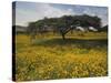 Acacia Tree and Yellow Meskel Flowers in Bloom after the Rains, Green Fertile Fields, Ethiopia-Gavin Hellier-Stretched Canvas