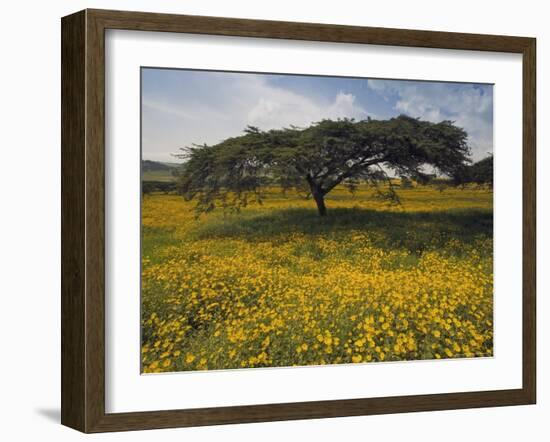 Acacia Tree and Yellow Meskel Flowers in Bloom after the Rains, Green Fertile Fields, Ethiopia-Gavin Hellier-Framed Photographic Print