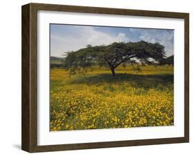 Acacia Tree and Yellow Meskel Flowers in Bloom after the Rains, Green Fertile Fields, Ethiopia-Gavin Hellier-Framed Photographic Print