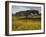 Acacia Tree and Yellow Meskel Flowers in Bloom after the Rains, Green Fertile Fields, Ethiopia-Gavin Hellier-Framed Photographic Print