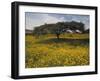 Acacia Tree and Yellow Meskel Flowers in Bloom after the Rains, Green Fertile Fields, Ethiopia-Gavin Hellier-Framed Photographic Print