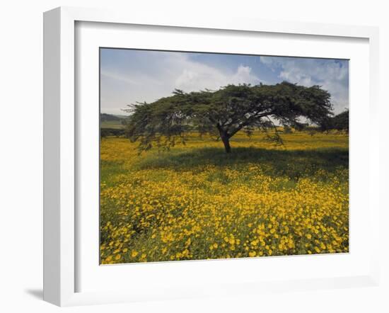 Acacia Tree and Yellow Meskel Flowers in Bloom after the Rains, Green Fertile Fields, Ethiopia-Gavin Hellier-Framed Photographic Print