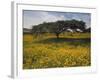 Acacia Tree and Yellow Meskel Flowers in Bloom after the Rains, Green Fertile Fields, Ethiopia-Gavin Hellier-Framed Photographic Print