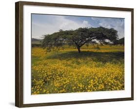 Acacia Tree and Yellow Meskel Flowers in Bloom after the Rains, Green Fertile Fields, Ethiopia-Gavin Hellier-Framed Photographic Print