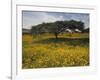 Acacia Tree and Yellow Meskel Flowers in Bloom after the Rains, Green Fertile Fields, Ethiopia-Gavin Hellier-Framed Photographic Print