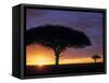 Acacia Tree at Sunrise, Serengeti National Park, Tanzania-Paul Joynson-hicks-Framed Stretched Canvas