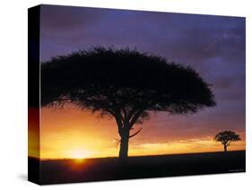 Acacia Tree at Sunrise, Serengeti National Park, Tanzania-Paul Joynson-hicks-Stretched Canvas