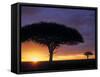 Acacia Tree at Sunrise, Serengeti National Park, Tanzania-Paul Joynson-hicks-Framed Stretched Canvas