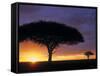 Acacia Tree at Sunrise, Serengeti National Park, Tanzania-Paul Joynson-hicks-Framed Stretched Canvas