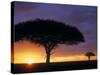 Acacia Tree at Sunrise, Serengeti National Park, Tanzania-Paul Joynson-hicks-Stretched Canvas