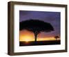 Acacia Tree at Sunrise, Serengeti National Park, Tanzania-Paul Joynson-hicks-Framed Photographic Print