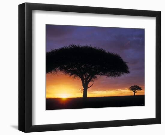 Acacia Tree at Sunrise, Serengeti National Park, Tanzania-Paul Joynson-hicks-Framed Photographic Print