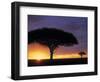 Acacia Tree at Sunrise, Serengeti National Park, Tanzania-Paul Joynson-hicks-Framed Photographic Print