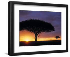 Acacia Tree at Sunrise, Serengeti National Park, Tanzania-Paul Joynson-hicks-Framed Photographic Print