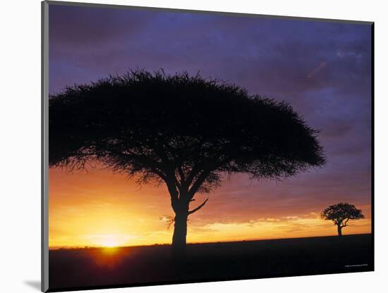 Acacia Tree at Sunrise, Serengeti National Park, Tanzania-Paul Joynson-hicks-Mounted Photographic Print