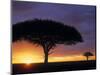 Acacia Tree at Sunrise, Serengeti National Park, Tanzania-Paul Joynson-hicks-Mounted Photographic Print