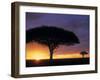 Acacia Tree at Sunrise, Serengeti National Park, Tanzania-Paul Joynson-hicks-Framed Photographic Print