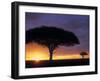 Acacia Tree at Sunrise, Serengeti National Park, Tanzania-Paul Joynson-hicks-Framed Photographic Print