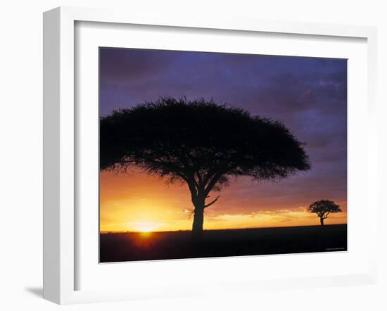 Acacia Tree at Sunrise, Serengeti National Park, Tanzania-Paul Joynson-hicks-Framed Photographic Print