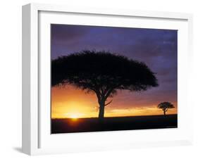Acacia Tree at Sunrise, Serengeti National Park, Tanzania-Paul Joynson-hicks-Framed Photographic Print
