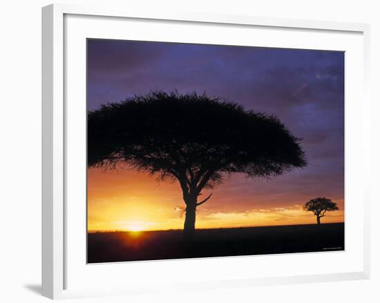 Acacia Tree at Sunrise, Serengeti National Park, Tanzania-Paul Joynson-hicks-Framed Photographic Print