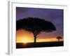 Acacia Tree at Sunrise, Serengeti National Park, Tanzania-Paul Joynson-hicks-Framed Photographic Print