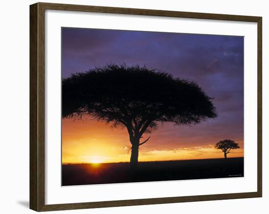 Acacia Tree at Sunrise, Serengeti National Park, Tanzania-Paul Joynson-hicks-Framed Photographic Print