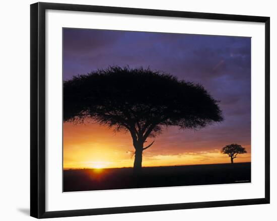 Acacia Tree at Sunrise, Serengeti National Park, Tanzania-Paul Joynson-hicks-Framed Photographic Print