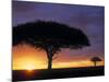 Acacia Tree at Sunrise, Serengeti National Park, Tanzania-Paul Joynson-hicks-Mounted Photographic Print