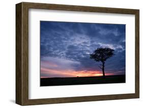 Acacia tree at sunset, Masai Mara, Kenya, East Africa, Africa-Karen Deakin-Framed Photographic Print