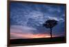 Acacia tree at sunset, Masai Mara, Kenya, East Africa, Africa-Karen Deakin-Framed Photographic Print