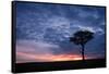 Acacia tree at sunset, Masai Mara, Kenya, East Africa, Africa-Karen Deakin-Framed Stretched Canvas