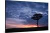 Acacia tree at sunset, Masai Mara, Kenya, East Africa, Africa-Karen Deakin-Stretched Canvas