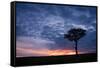 Acacia tree at sunset, Masai Mara, Kenya, East Africa, Africa-Karen Deakin-Framed Stretched Canvas