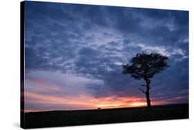 Acacia tree at sunset, Masai Mara, Kenya, East Africa, Africa-Karen Deakin-Stretched Canvas