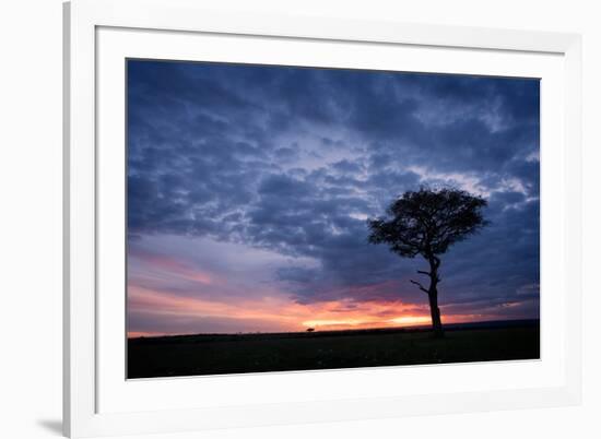 Acacia tree at sunset, Masai Mara, Kenya, East Africa, Africa-Karen Deakin-Framed Photographic Print