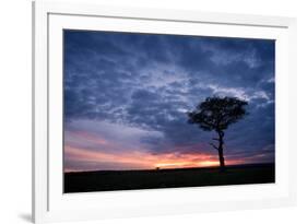 Acacia tree at sunset, Masai Mara, Kenya, East Africa, Africa-Karen Deakin-Framed Photographic Print