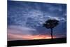 Acacia tree at sunset, Masai Mara, Kenya, East Africa, Africa-Karen Deakin-Mounted Photographic Print