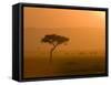 Acacia Tree at Sunset, Masai Mara National Reserve, Kenya, East Africa, Africa-James Hager-Framed Stretched Canvas