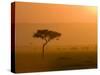 Acacia Tree at Sunset, Masai Mara National Reserve, Kenya, East Africa, Africa-James Hager-Stretched Canvas