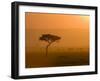 Acacia Tree at Sunset, Masai Mara National Reserve, Kenya, East Africa, Africa-James Hager-Framed Photographic Print