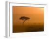 Acacia Tree at Sunset, Masai Mara National Reserve, Kenya, East Africa, Africa-James Hager-Framed Photographic Print