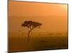 Acacia Tree at Sunset, Masai Mara National Reserve, Kenya, East Africa, Africa-James Hager-Mounted Photographic Print