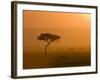 Acacia Tree at Sunset, Masai Mara National Reserve, Kenya, East Africa, Africa-James Hager-Framed Photographic Print