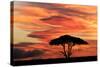 Acacia tree at sunset, Serengeti National Park, Tanzania, Africa-Adam Jones-Stretched Canvas